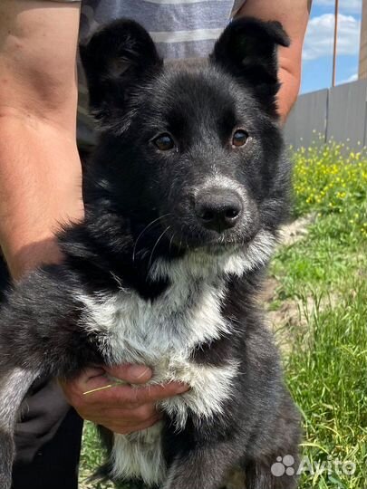 Щенок в добрые руки