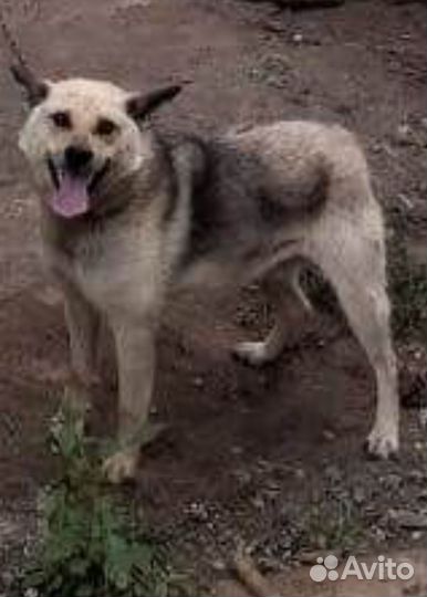 Гром, умерла хозяйка