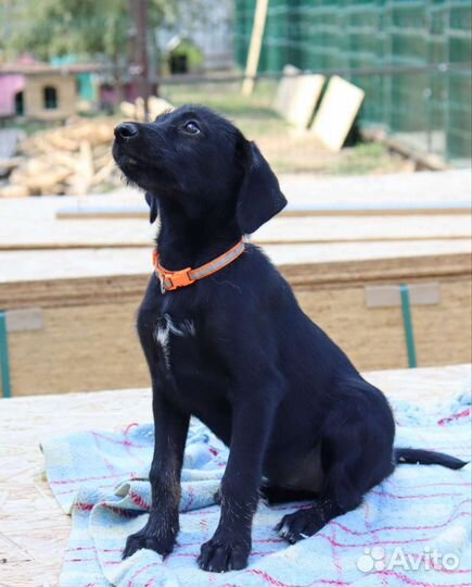 Тесла в дар