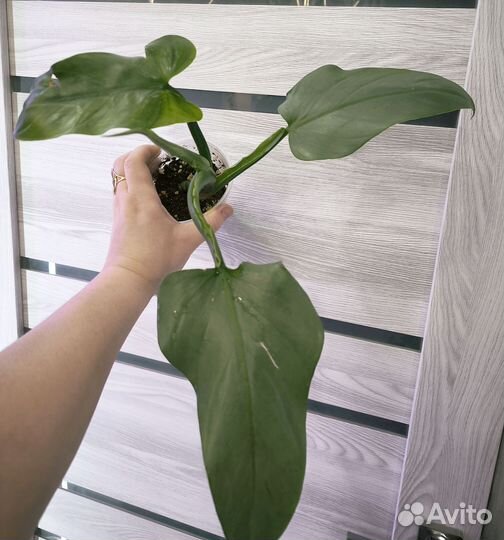 Филодендрон сильвер