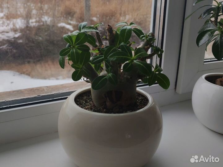 Адениум арабикум