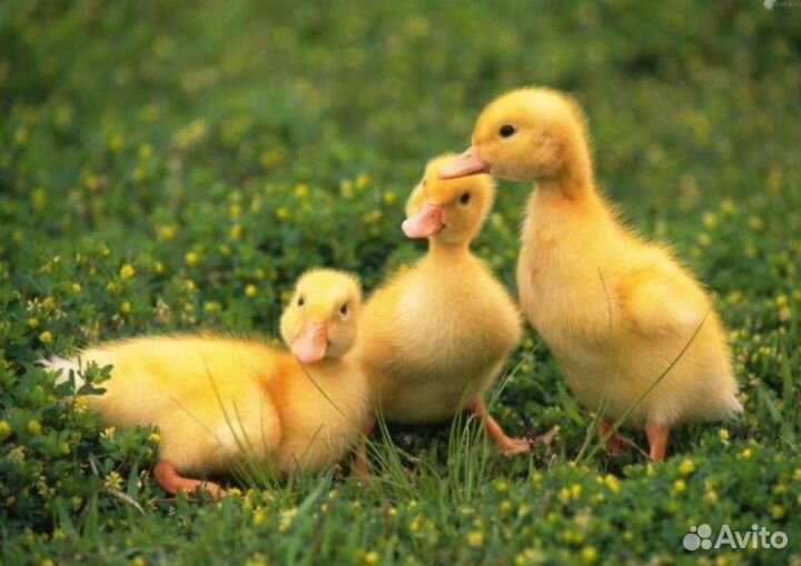 Инкубационное яйцо утки