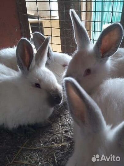 Нзб, Калифорнийцы