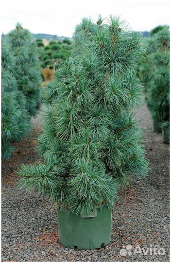 Саженцы кедра корейского