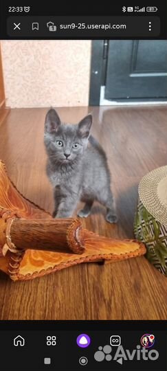 Котёнок 2 месяца