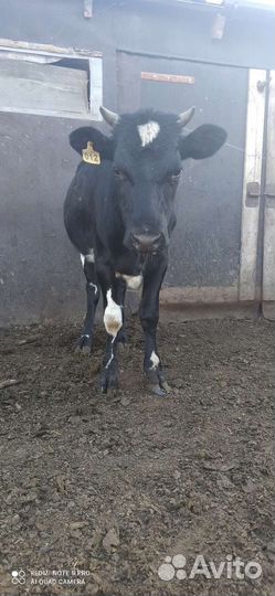 Корова высокоудойная