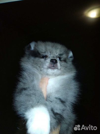 Эксклюзив