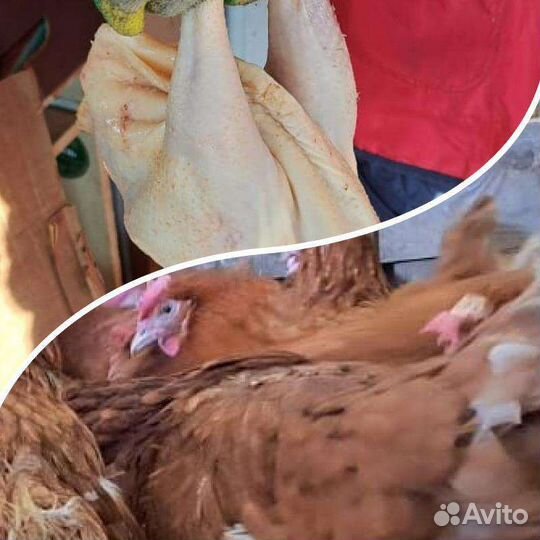 Мясо курицы