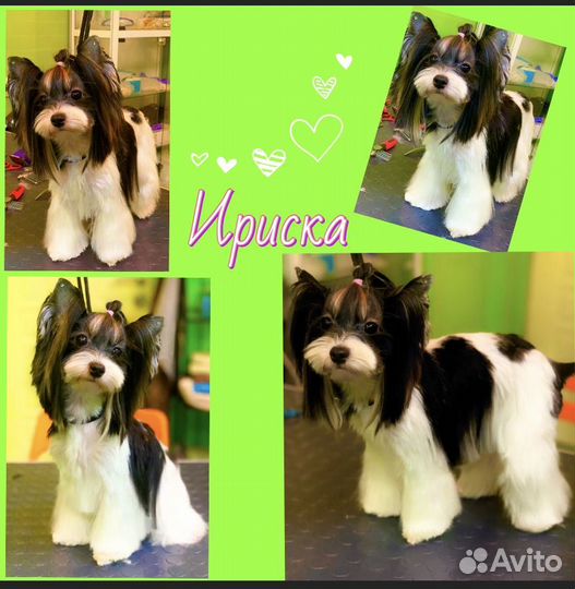 Стрижка собак и кошек