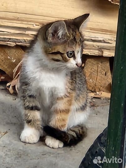 Котята в добрые руки, умные и красивые