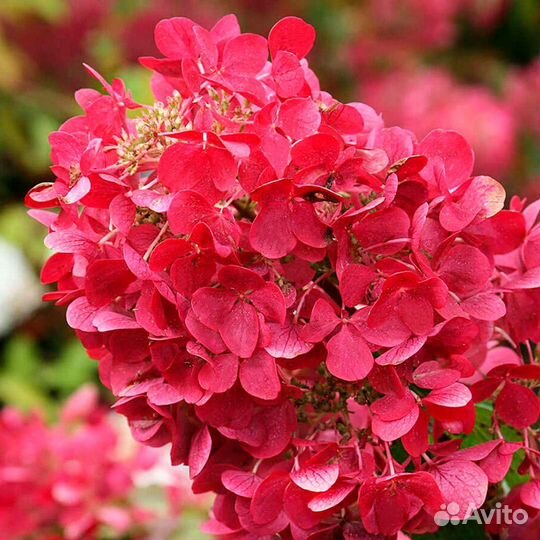 Гортензия метельчатая