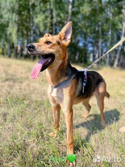 Малыш Брюс ищет дом