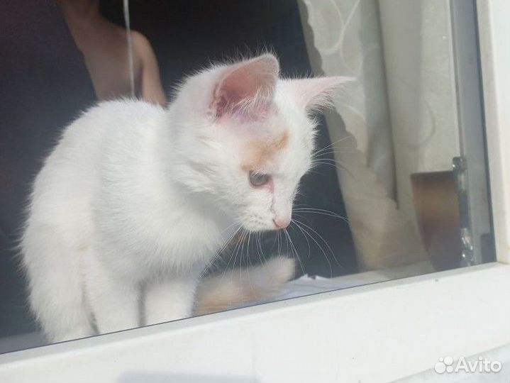 Кошка в дар бесплатно