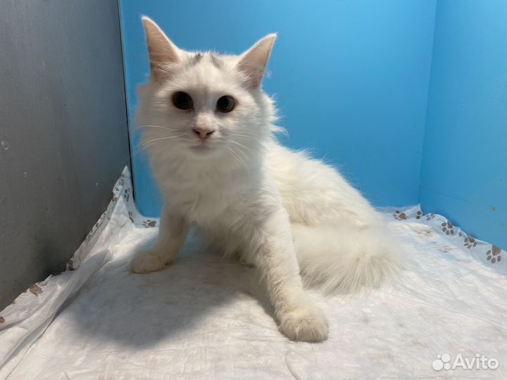 В добрые руки