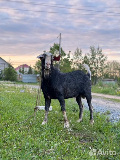 Англо нубийский козел