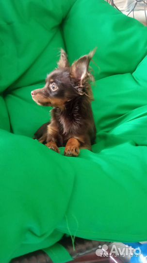 Мини той-терьер вязка