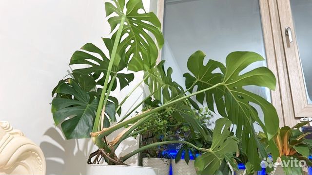 Монстера Борсига