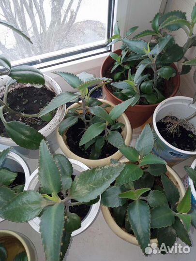 Каланхоэ лечебное