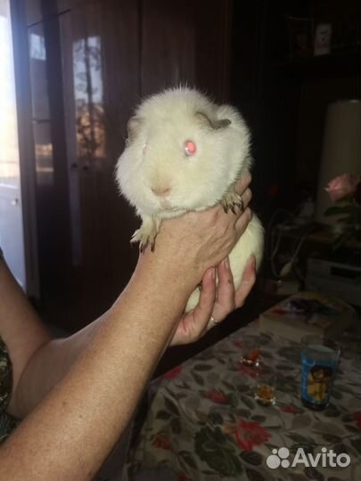 Морские свинки