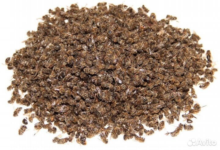 Готовый продукт (личинка,пжвм,огневка)