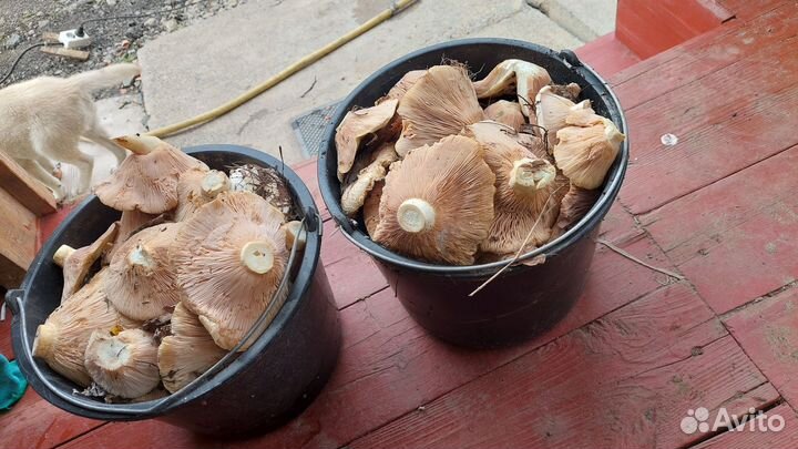 Грибы грузди рядовки