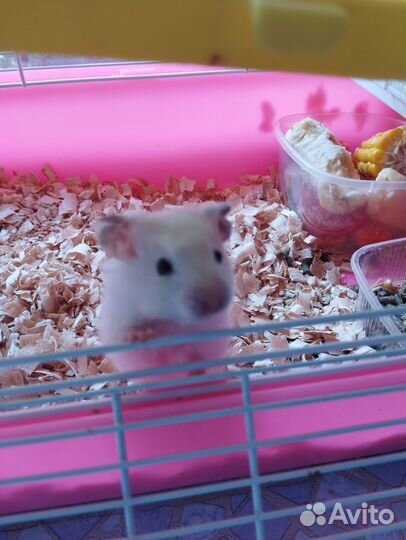 Сирийский хомяк