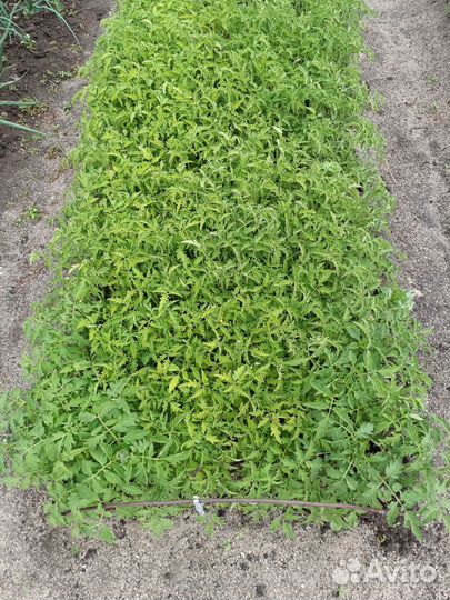 Рассада помидор