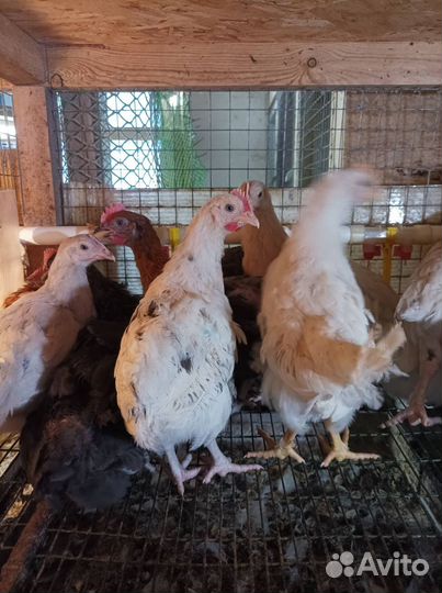 Молодые петушки