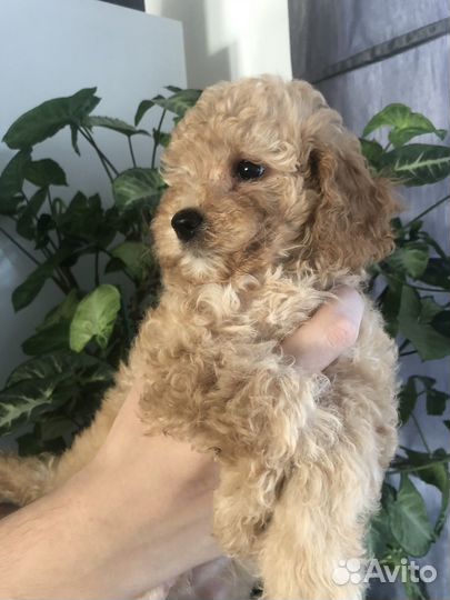 Щенки той пуделя девочка