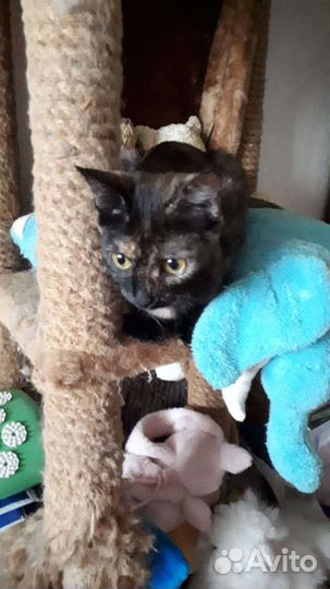 Обнимашка кошечка в добрые руки