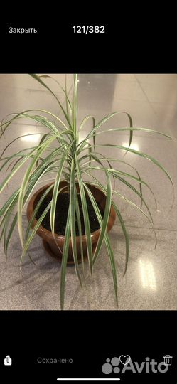 Кордилина драцена