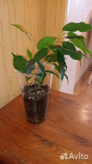 Фикус Бенджамина