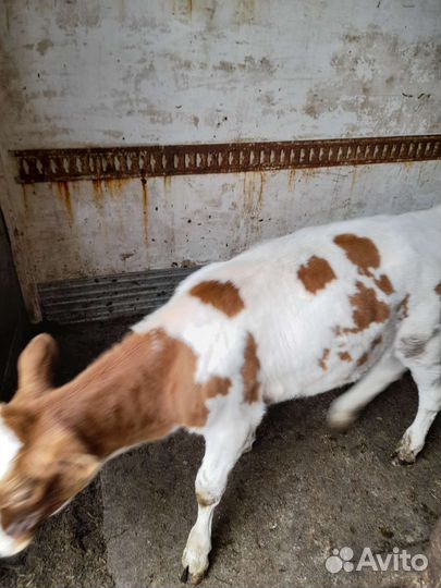 Телята бычки и телочки