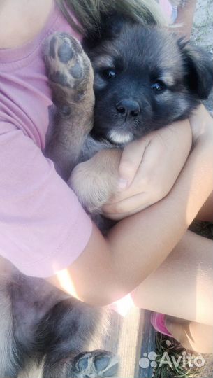 Собака в добрые руки щенок мальчик