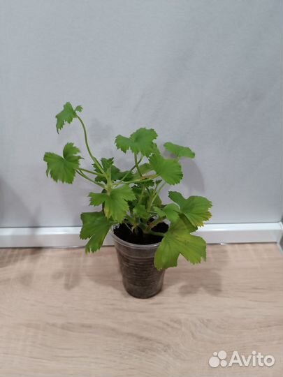 Пеларгония герань королевская