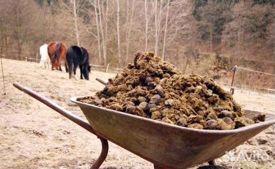 Продам конский навоз