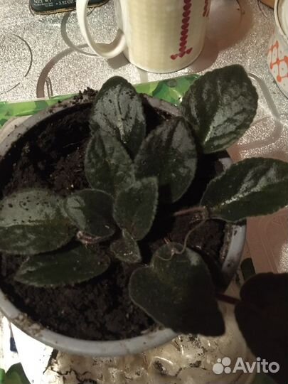 Фиалки цветущие