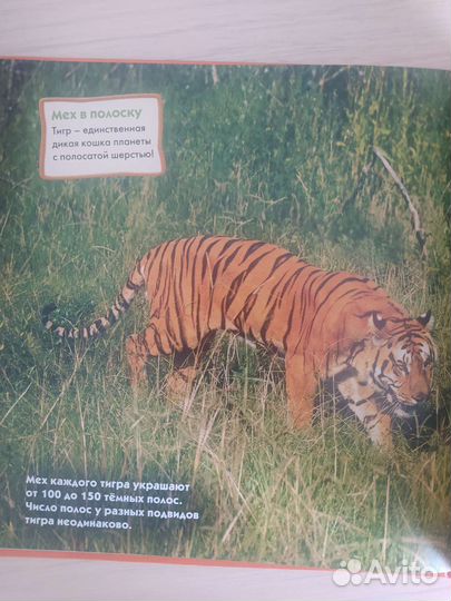 Детские книги. Тигры