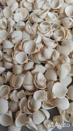 Ракушки клам роза