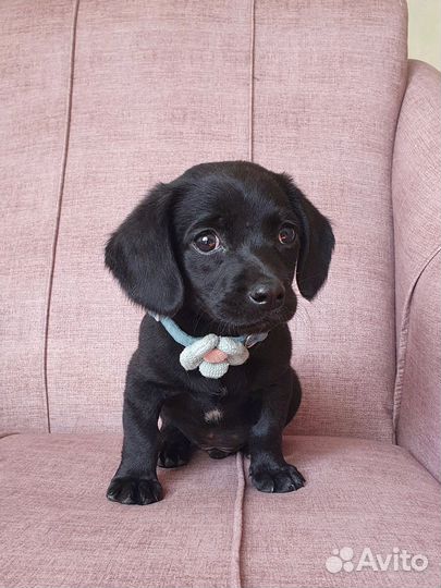 Малыш Чарли из приюта