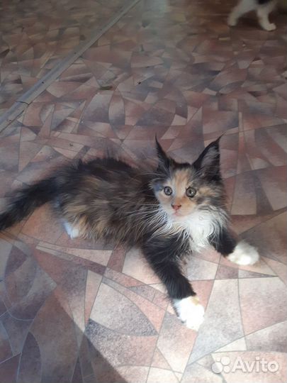 Котята мейн-кун