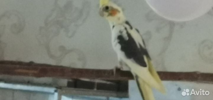 Попугай корелла птенец