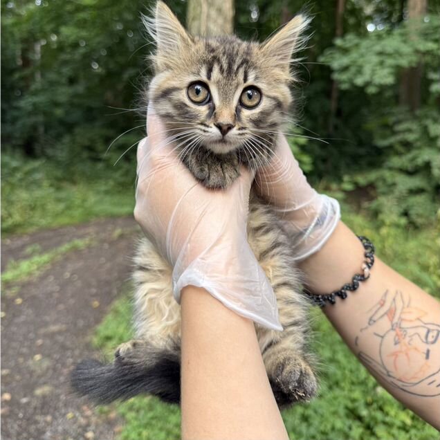 Котёнок в добрые руки
