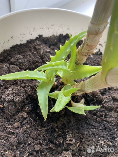 Алоэ древовидное лечебное