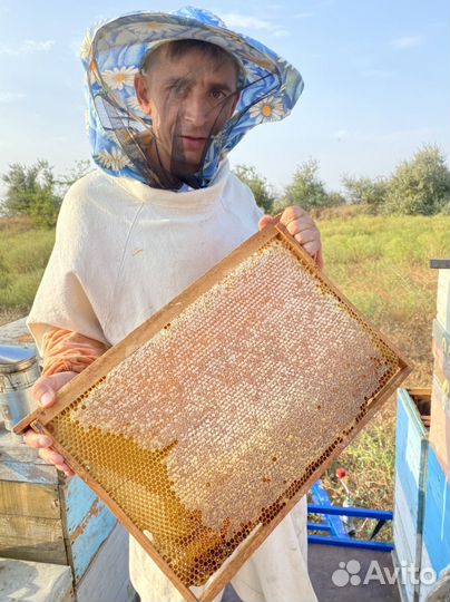 Рамка меда в сотах