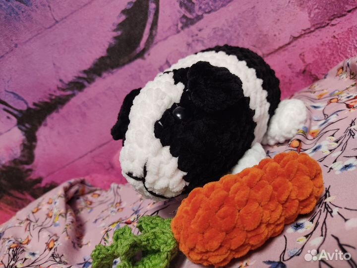 Морская свинка