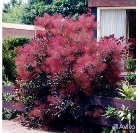 Скумпия кожевенная
