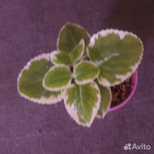 Продам излишки комнатных растений