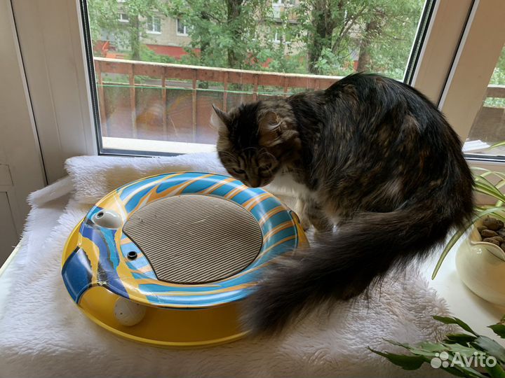 Игрушки для кошек, когтеточка и игровой круг