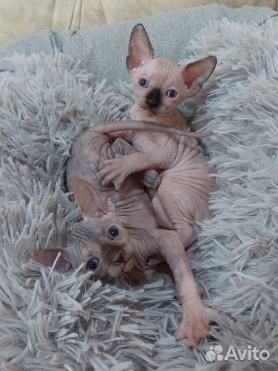 Канадский сфинкс